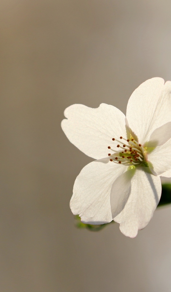 Белый цветок вишни крупным планом на сером фоне