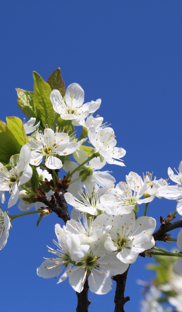 Белые цветы вишни на фоне голубого неба