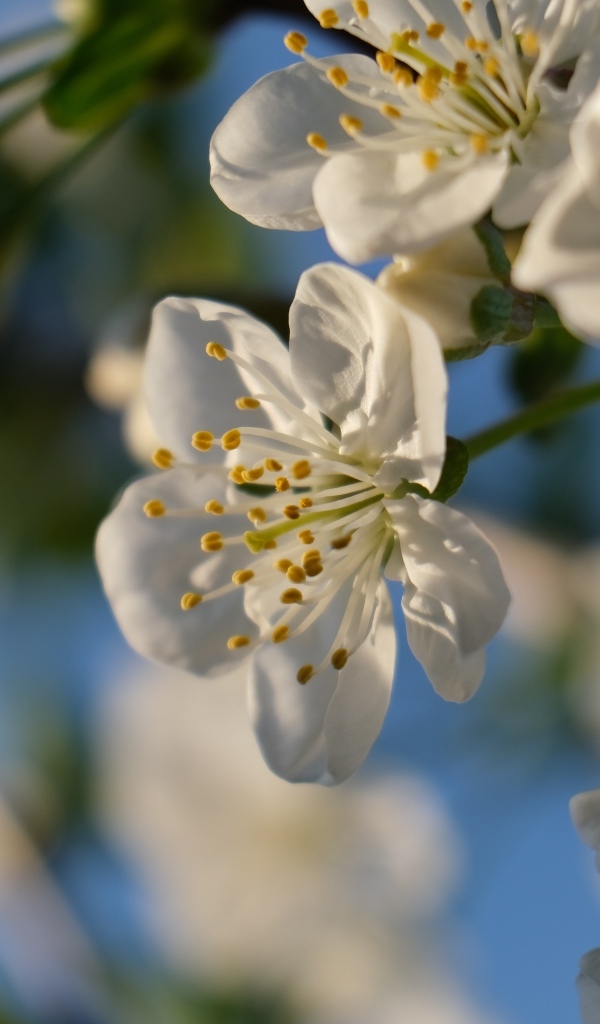Белые цветы вишни распускаются на ветке весной