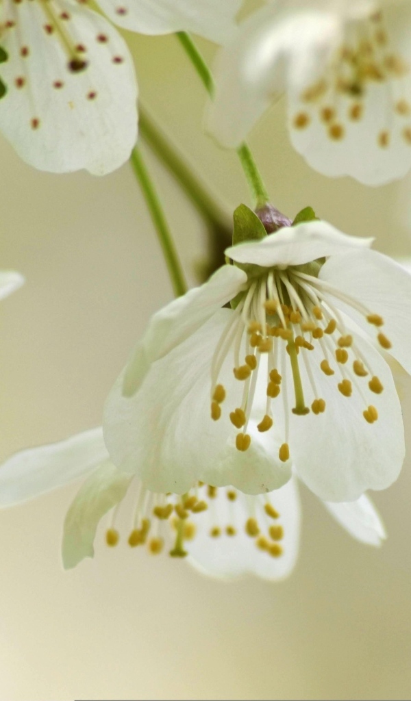 Белые цветы вишни крупным планом