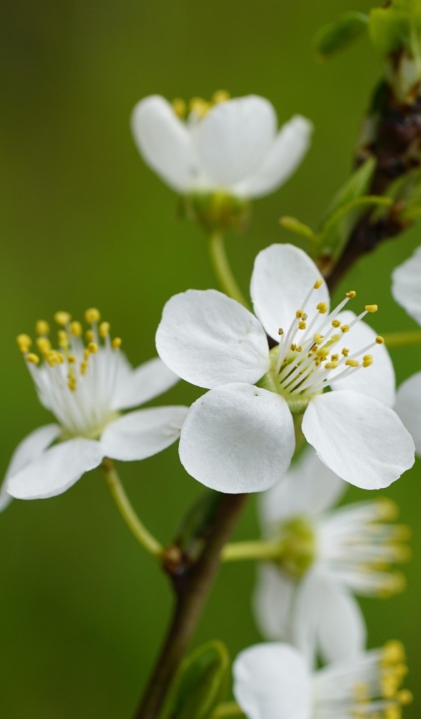 Белые цветы вишни на ветке на зеленом фоне