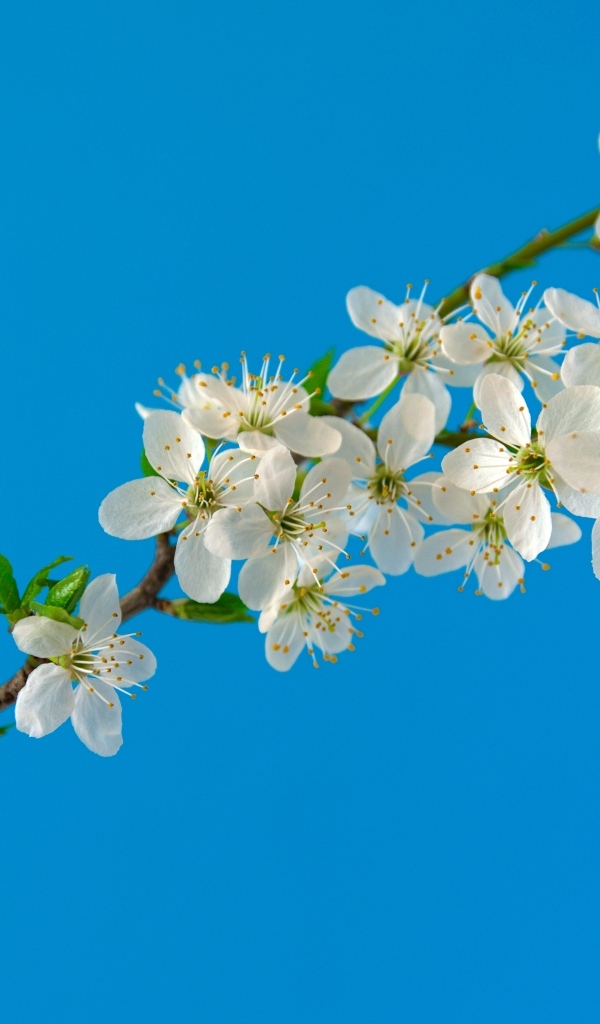 Белые цветы вишни на тонкой ветке на голубом фоне