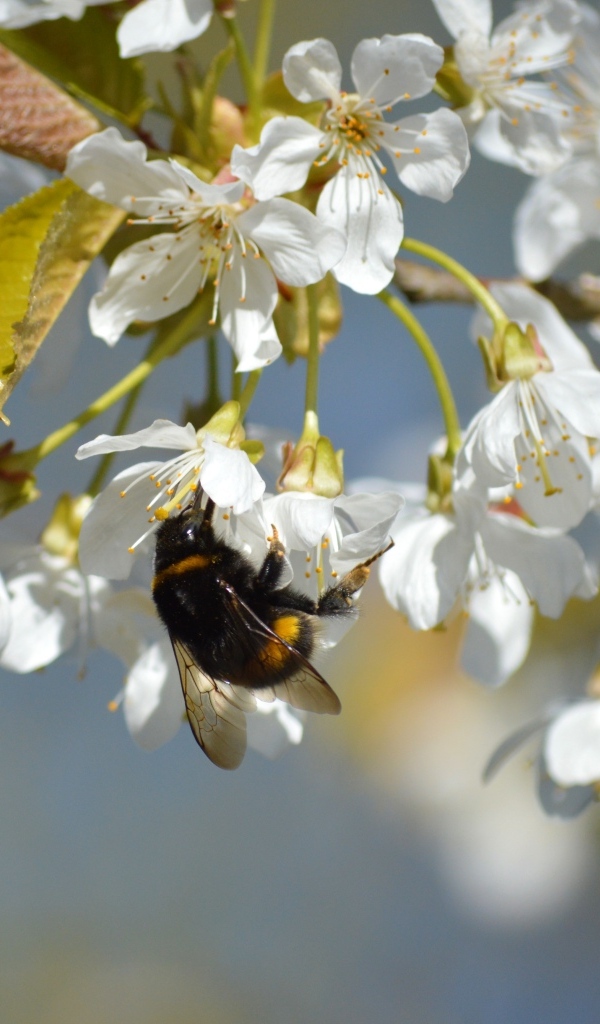 Белые цветы черешни со шмелем крупным планом