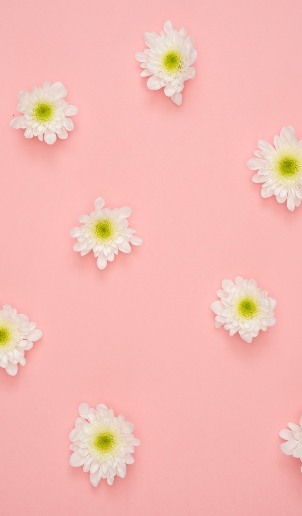 Белые цветы хризантемы на розовом фоне