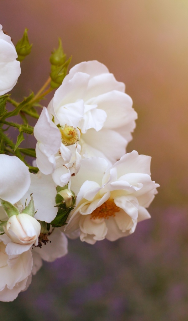 Белые цветы вьющейся розы