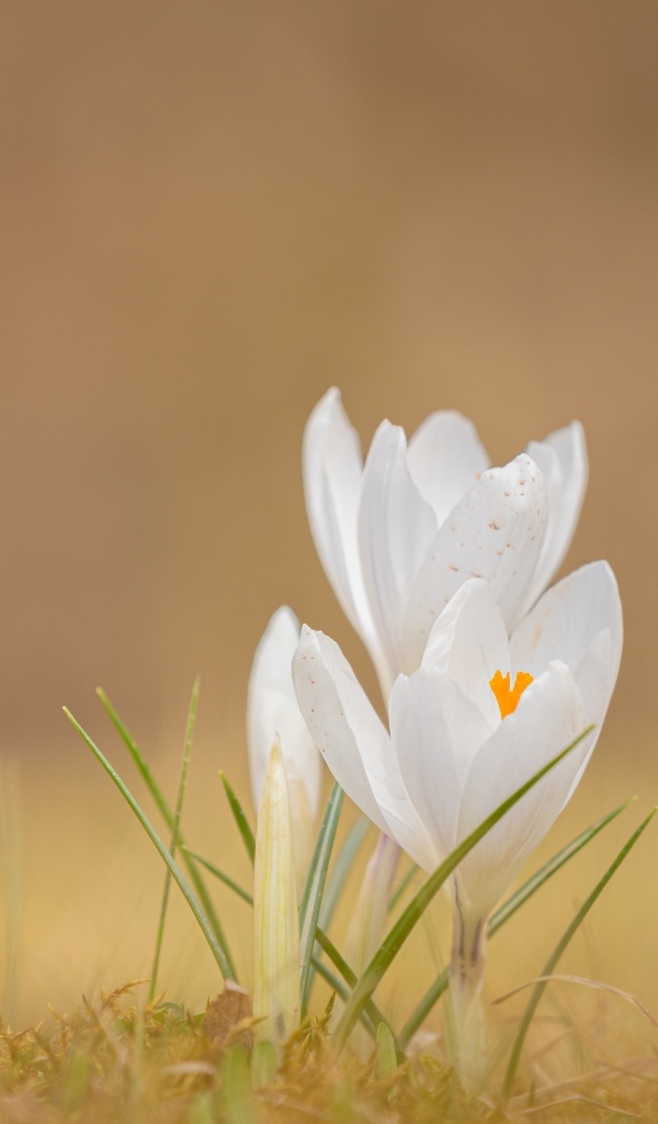 Белые крокусы на холодной земле весной