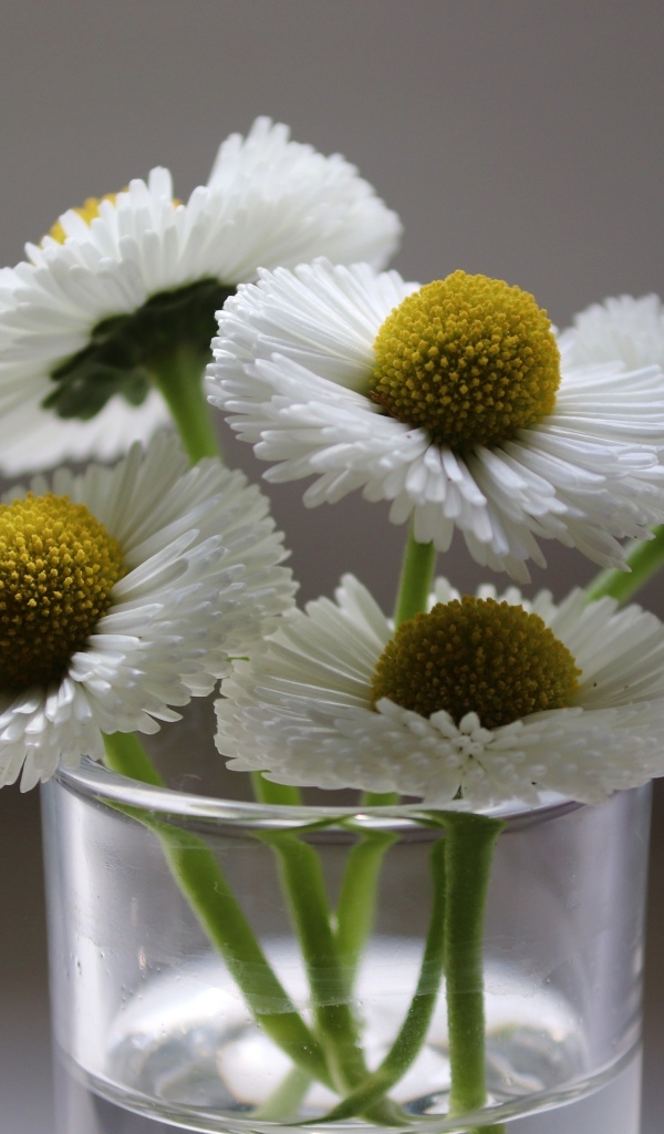 Белые маргаритки в стеклянной вазе
