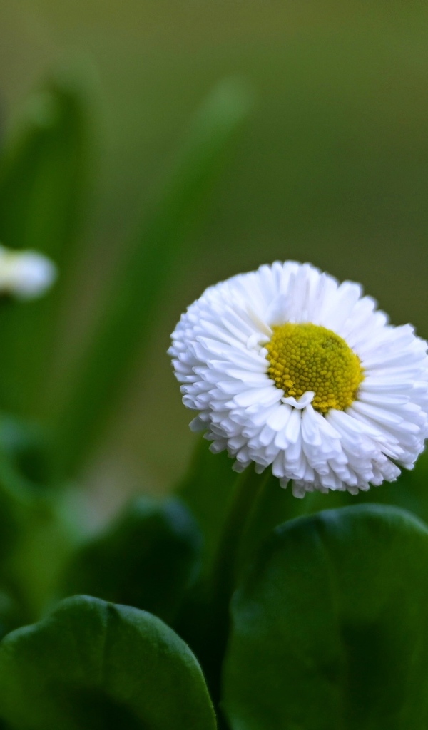 Белые маргаритки с зелеными листьями