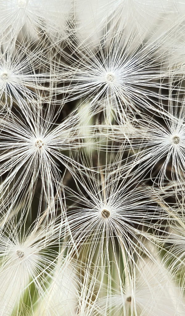 Белый цветок одуванчика крупным планом