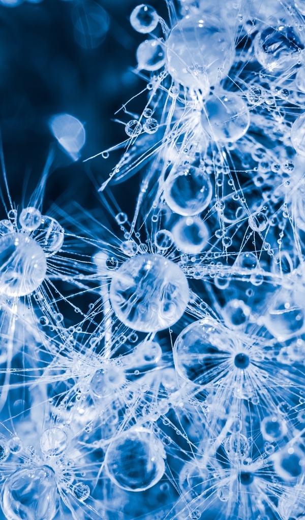 Покрытый каплями воды белый цветок одуванчика