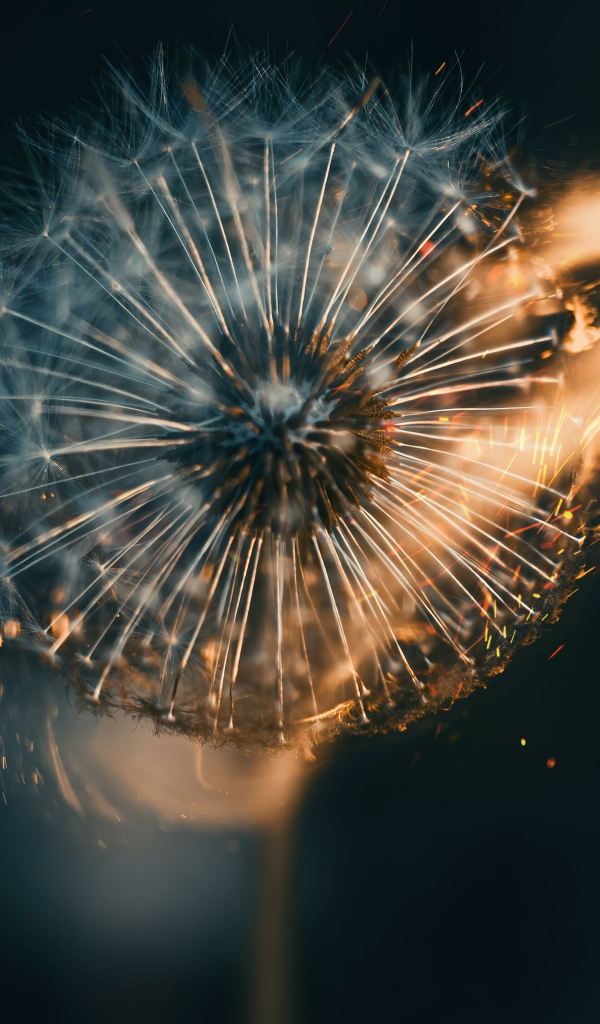 Белый одуванчик в огне