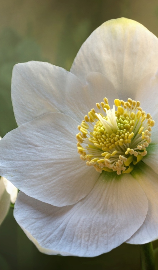 Белые нежные цветы морозника крупным планом 