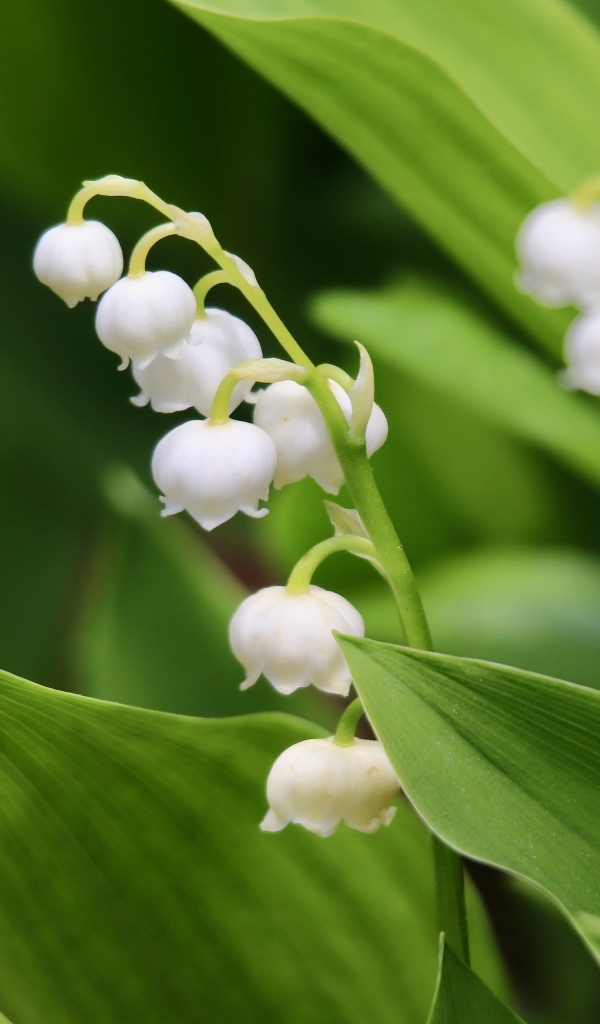 Белые нежные цветы ландыша с зелеными листьями