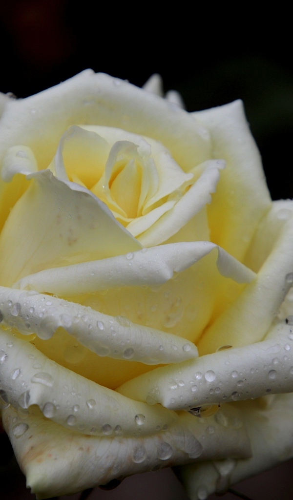 Белая нежная роза с росой на лепестках