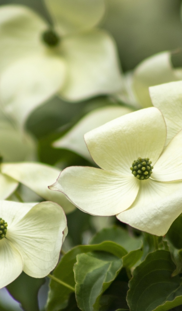 Белые цветы кизила крупным планом