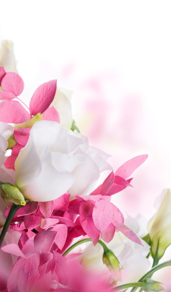 Белые цветы эустомы и розовые цветы