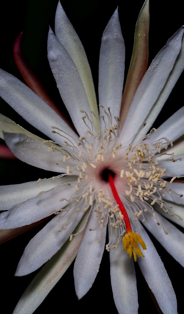 Белый экзотический цветок кактуса