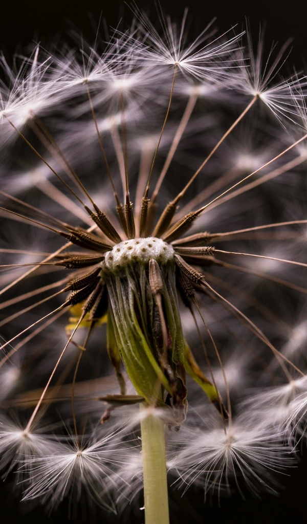 Белый отцветший одуванчик на черном фоне