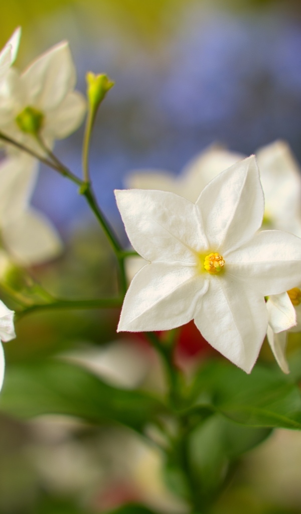 Белые цветы на клумбе летом