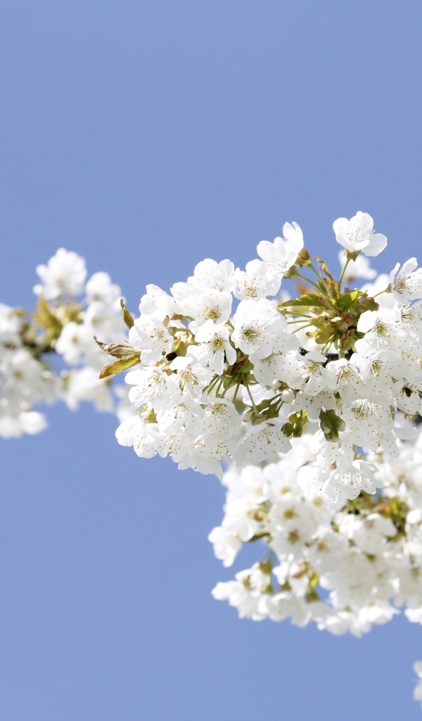 Белые цветы на ветке вишни на голубом фоне
