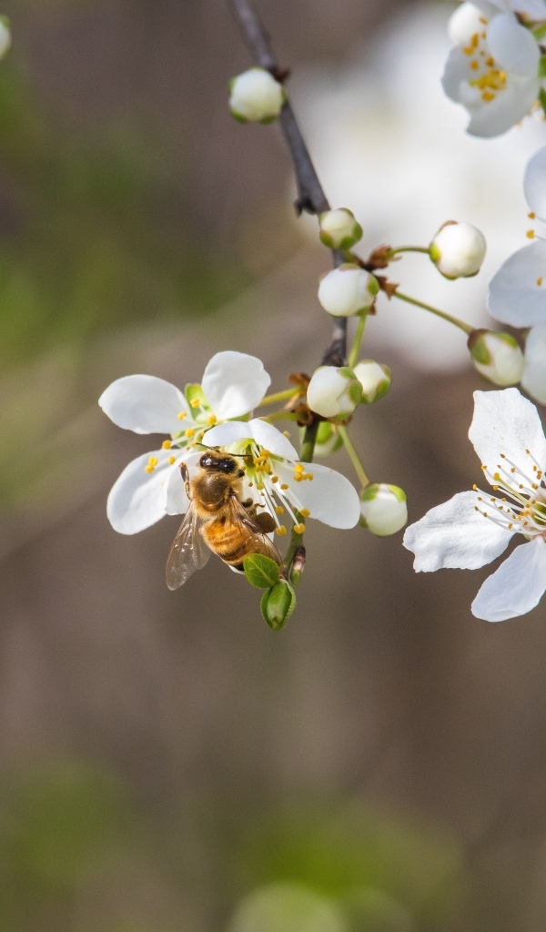 Белые хрупкие цветы вишни на ветке весной
