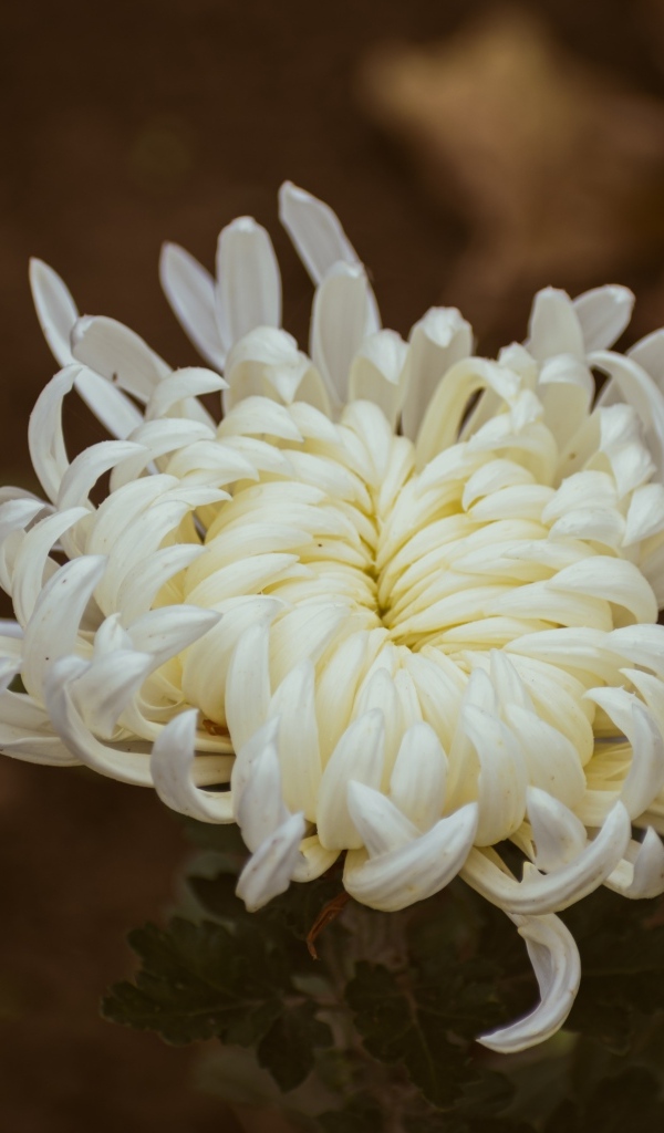 Белый цветок садовой хризантемы вблизи