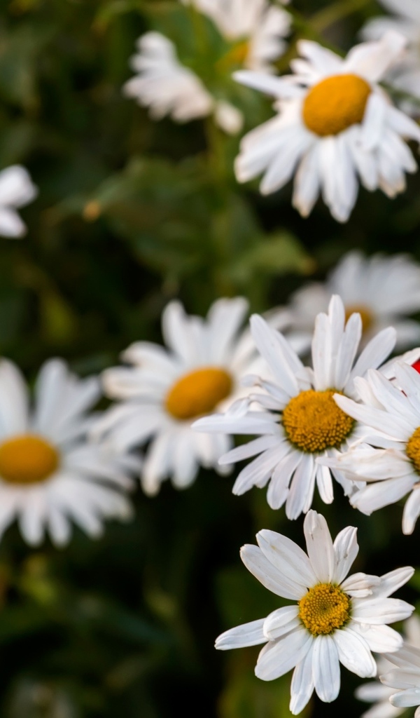Белые садовые ромашки на клумбе