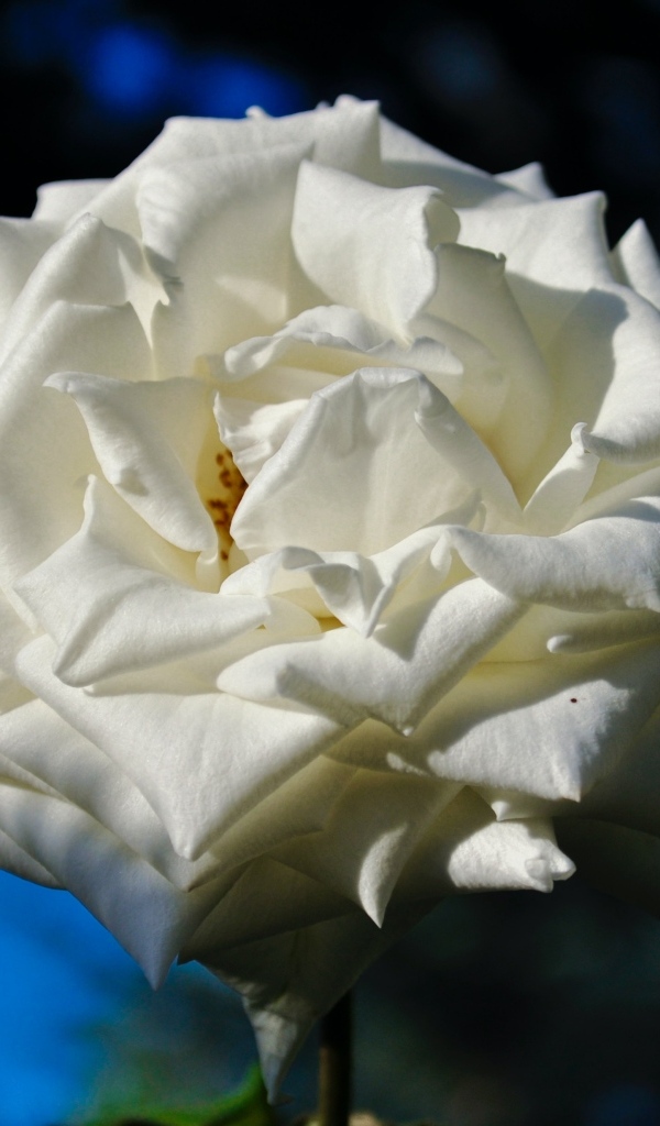 Белая садовая роза в лучах солнца