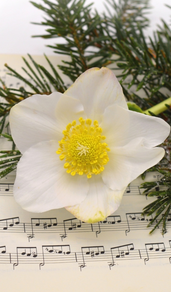Белый цветок морозника с еловой веткой на нотной тетради