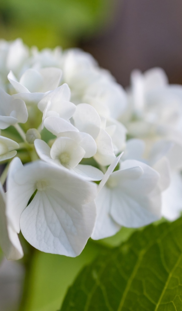 Белые цветы гортензии с зелеными листьями