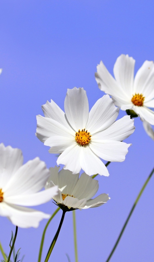 Белые цветы космея на фоне голубого неба
