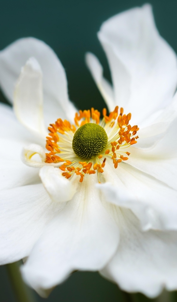 Белый крупный цветок анемоны в саду