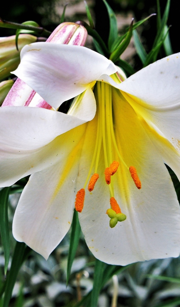 Белые крупные цветы садовой лилии с бутонами