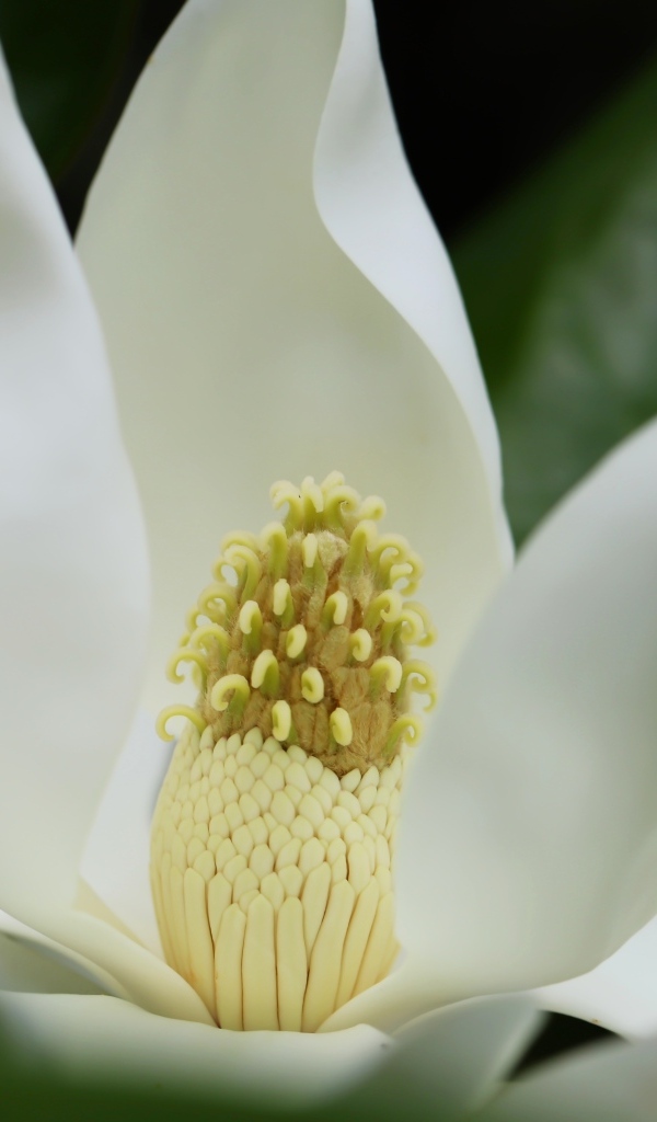 Белый крупный цветок магнолии вблизи