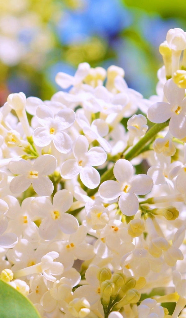 Белые цветы сирени крупным планом