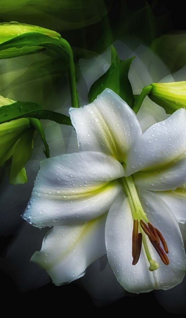 Белый цветок лилии с бутонами в каплях росы