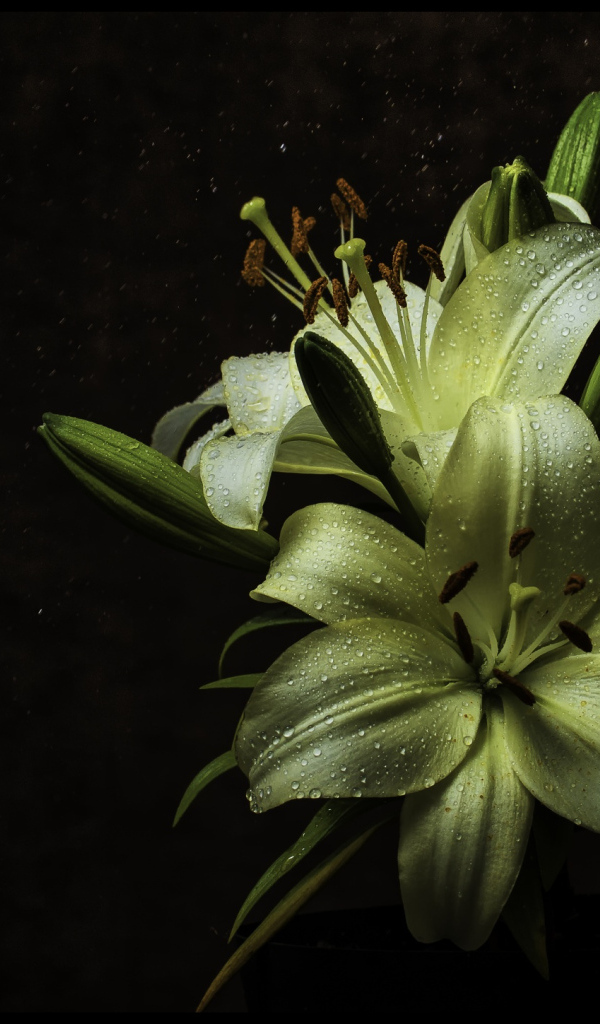 Белые цветы лилии в каплях росы на черном фоне