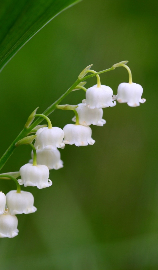 Белый ландыш крупным планом