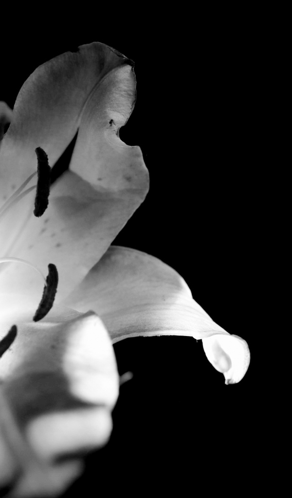 Белая лилия на черном фоне