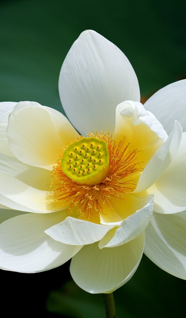 Белый цветок лотоса с желтой серединкой крупным планом