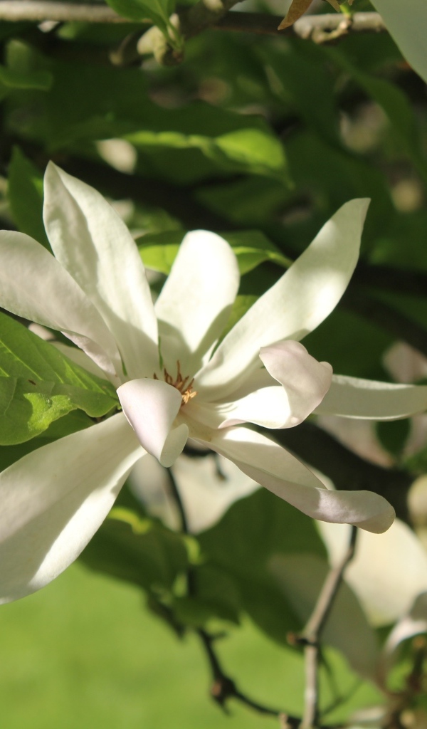 Белый цветок магнолии в зеленых листьях