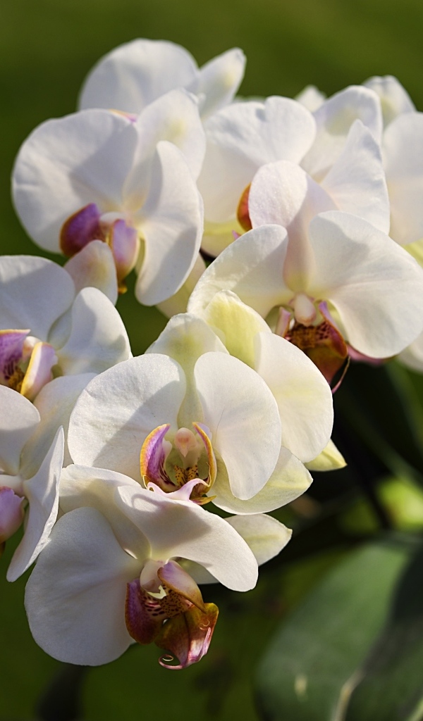 Белые цветы орхидеи в лучах солнца