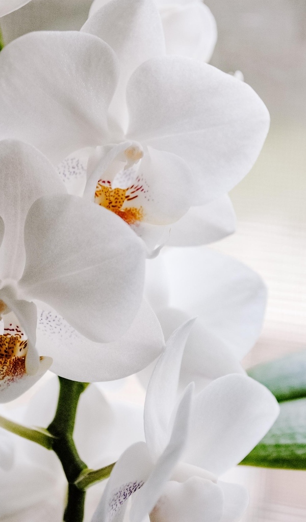 Белые цветы орхидеи с большими зелеными листьями