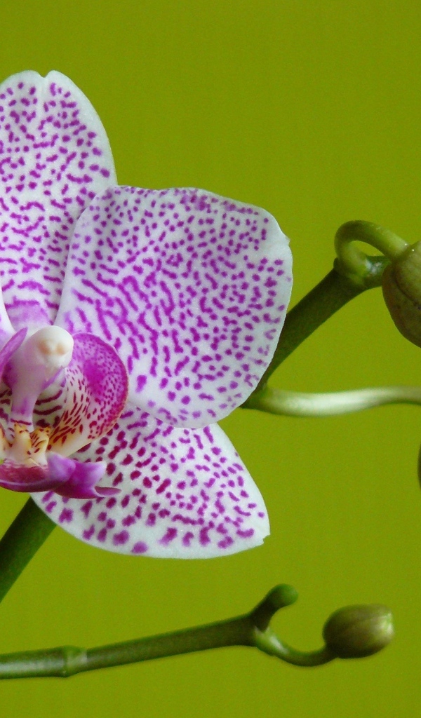 Белая в сиреневую крапинку орхидея с бутонами