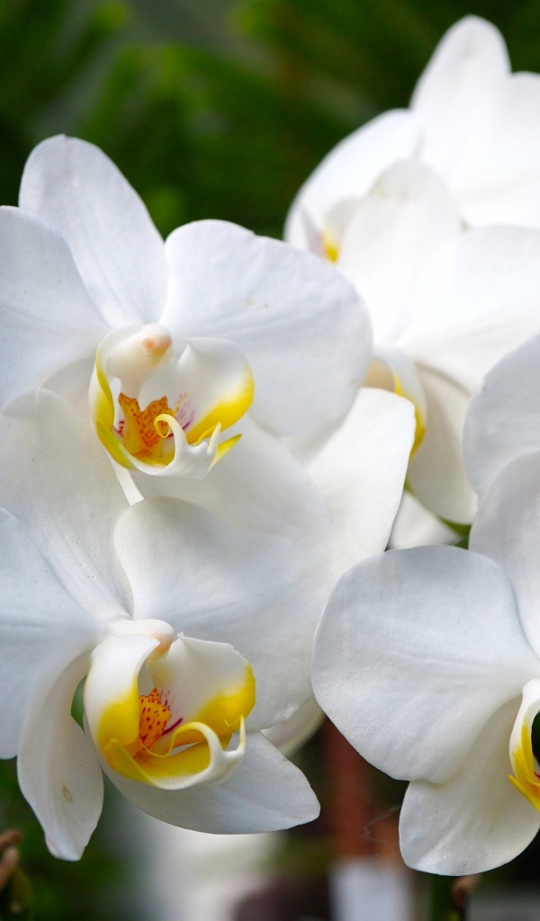 Белые орхидеи крупным планом 