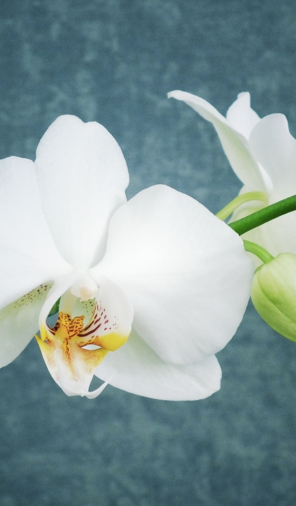 Белые орхидеи с бутонами на фоне серой стены