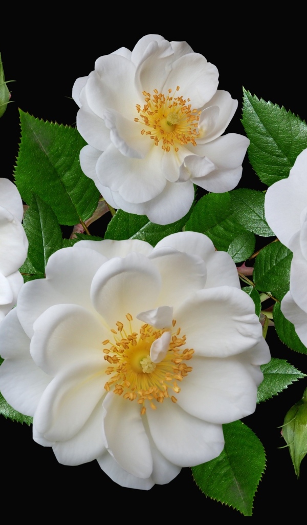 Белые парковые розы с бутонами на черном фоне