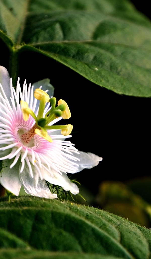 Белый цветок пассифлора с зелеными листьями