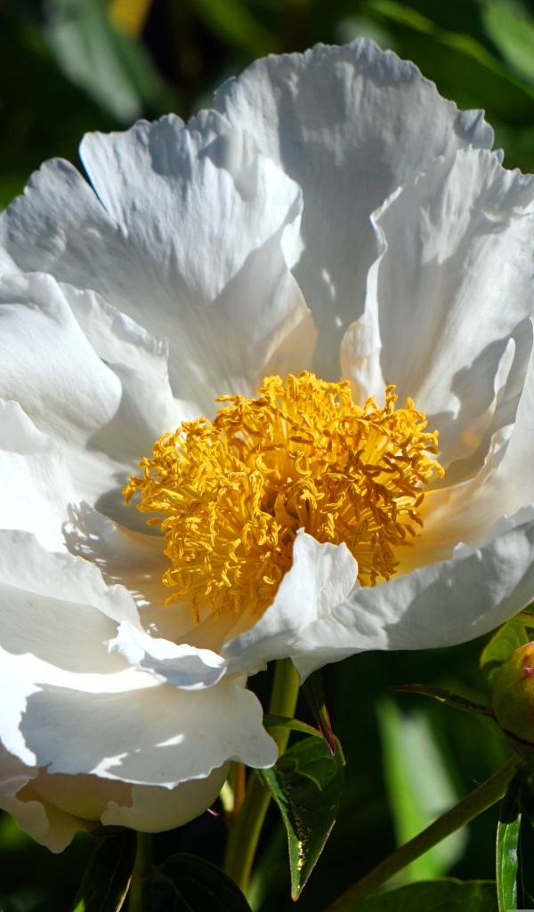 Белый пион с бутоном крупным планом