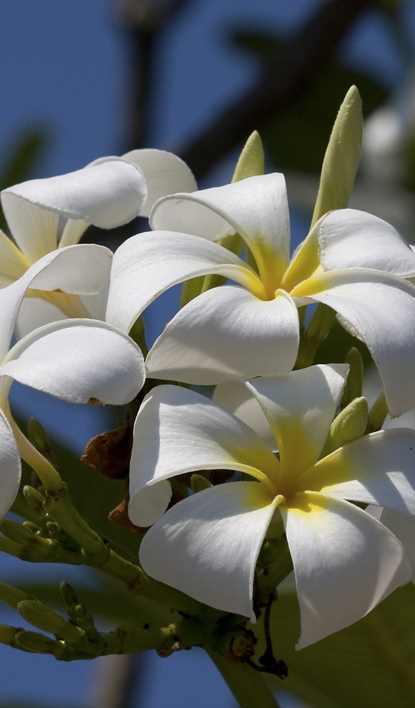 Белые цветы плюмерии в лучах солнца